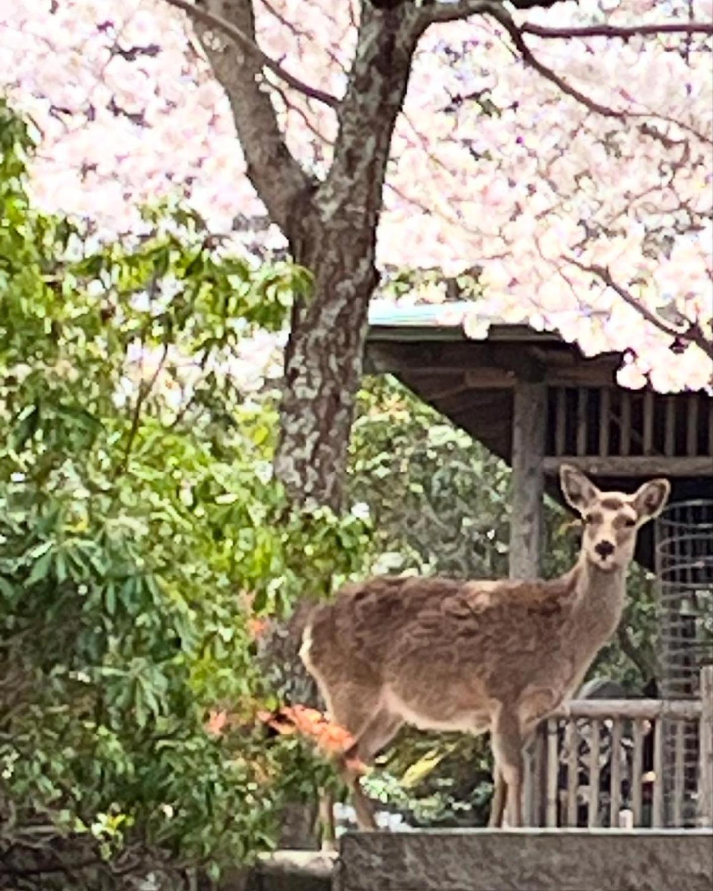 宮島 町家宿 進龍庵 Hatsukaichi Eksteriør billede